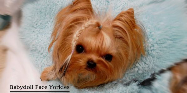 Doll face 2025 yorkies for sale