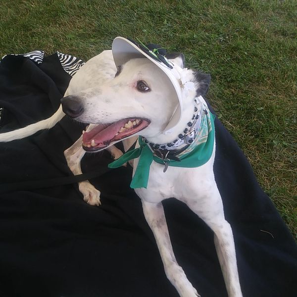 Donation to Help Greyhounds Find Homes When Their Racing Career Ends