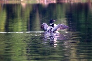 HEART OF THE ADIRONDACKS