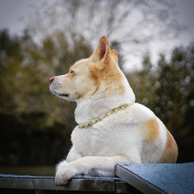 Sophie, a dog, wearing an EM Tick Collar.