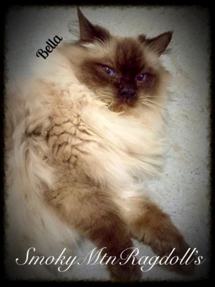 chocolate point ragdoll kitten