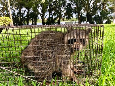 Get A Professional Wildlife Removal Service In Dallas For A Quick And Seamless Removal Process.