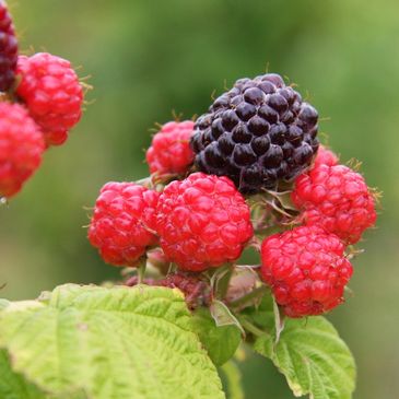 Raspberries | Lindley's Farm and Market