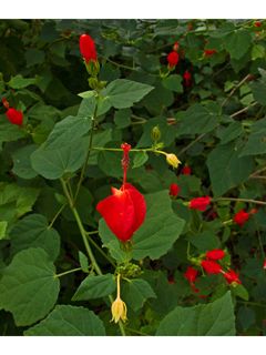 Red Native Turk's Cap