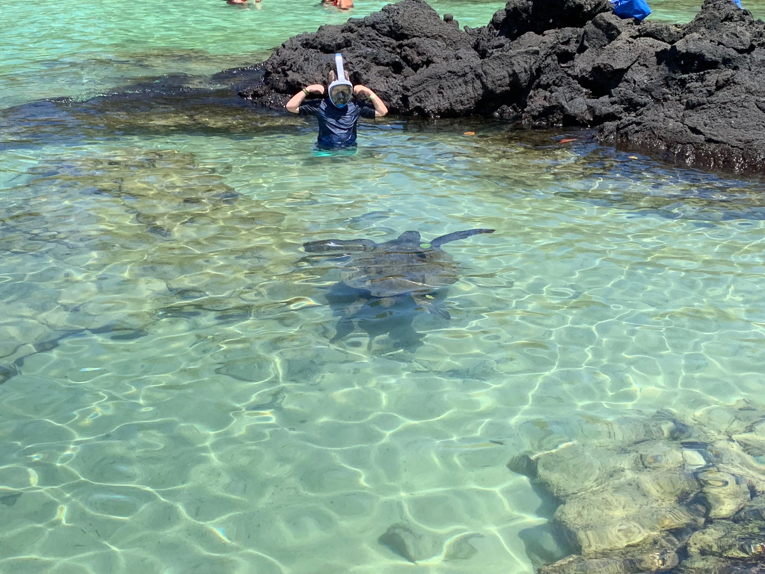 A kid with a sea turtle