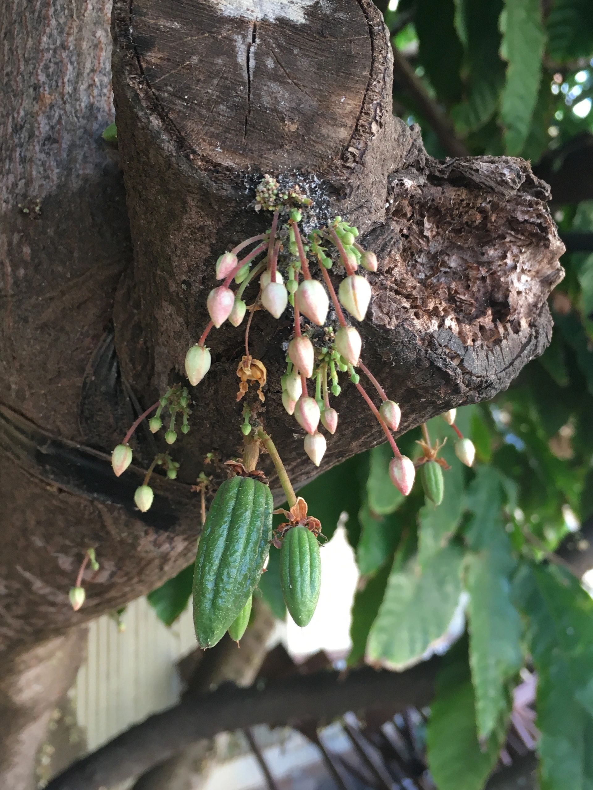 flowering cacao tree