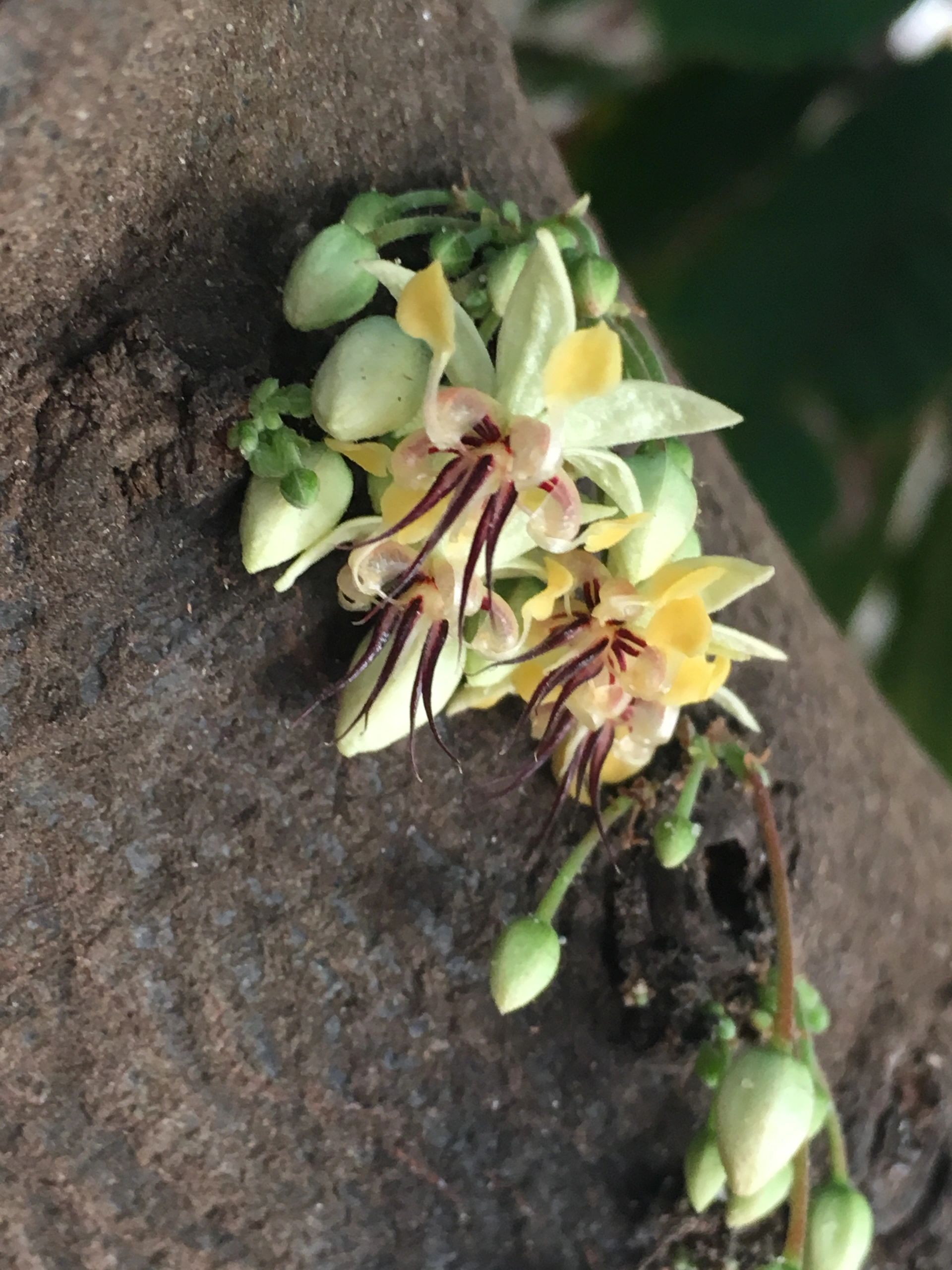Hawaiian cacao flowers