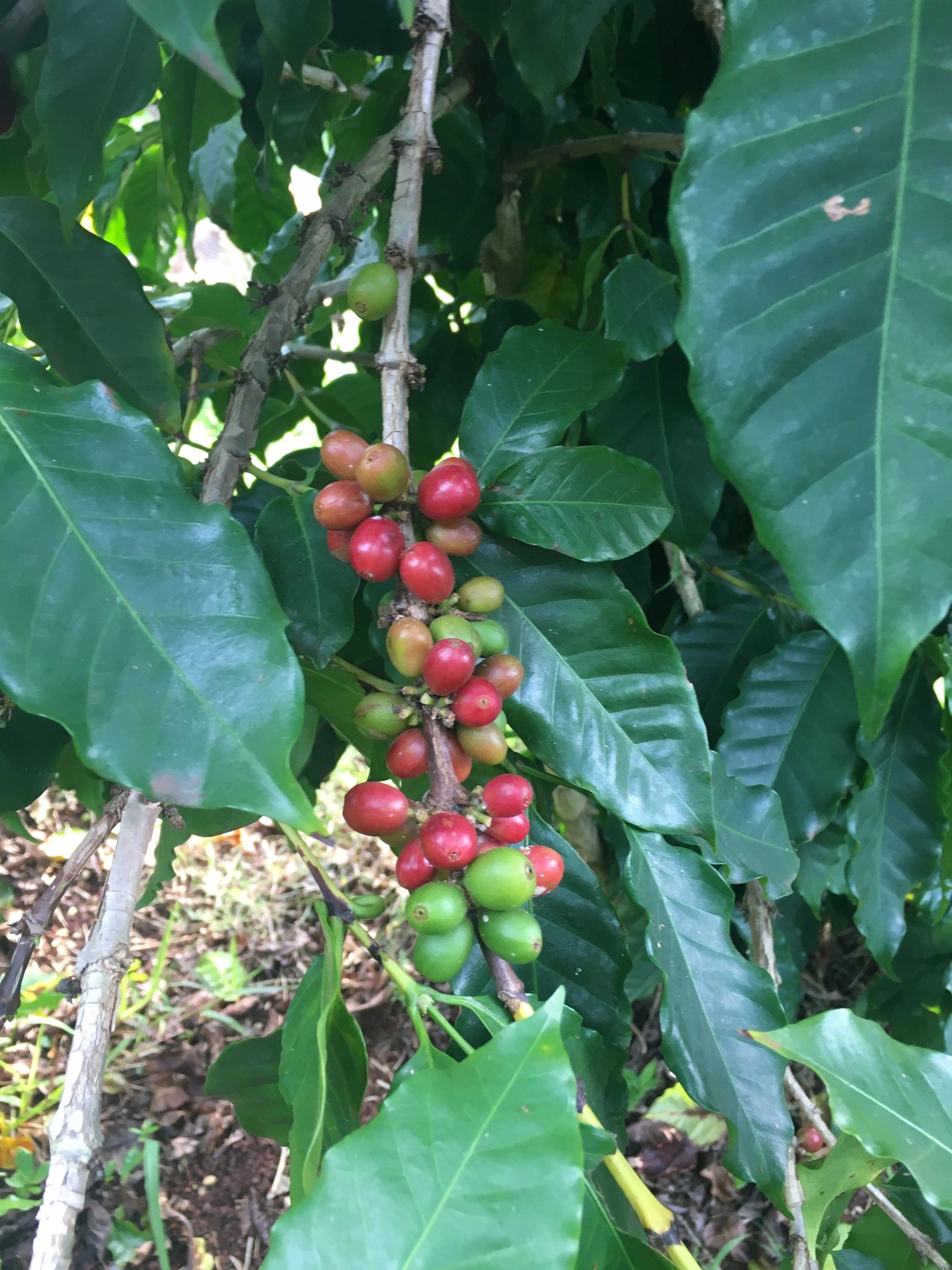 Coffee cherry, Oahu.