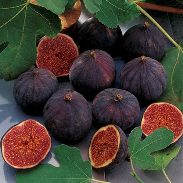 FICUS - EDIBLE CHICAGO HARDY - 4
