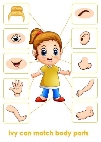 Body Parts Diagram Matching Mat