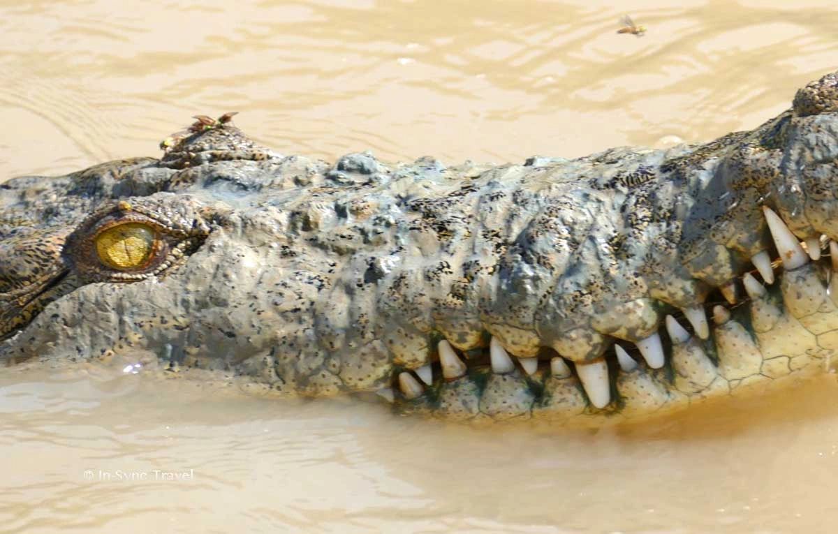 Fascinated by the crocodile.