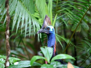 
Dinosaur bird the Double-wattled Cassowary in theJungle of the Daintree Rainforest