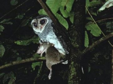 Jungle Hunter Lesser Sooty Owl and prey Giant White-tailed Rat