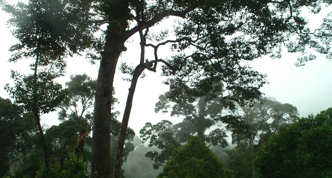 Lost in time this remnant Gondwana Rainforest in Cape Tribulation, Daintree National Park