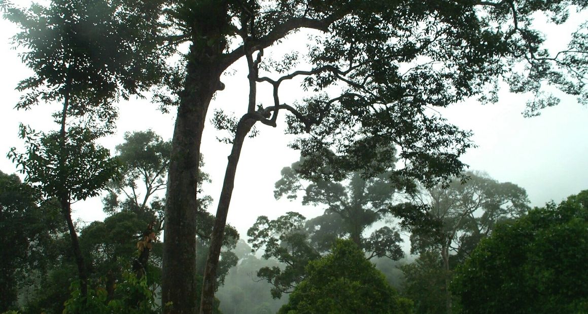 Lost in time this remnant Gondwana Rainforest in Cape Tribulation, Daintree National Park