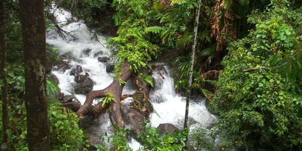 Runoff from waterfall at Cape Tribulation after monsoonal rains, crystal clear 'jungle juice'