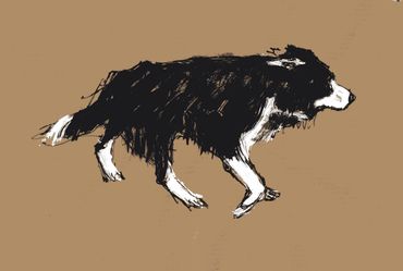 Sheepdog 