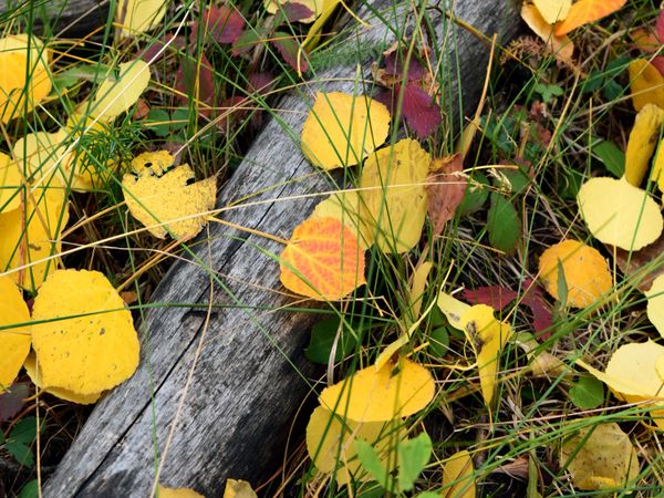 Leaves amongst the Wood