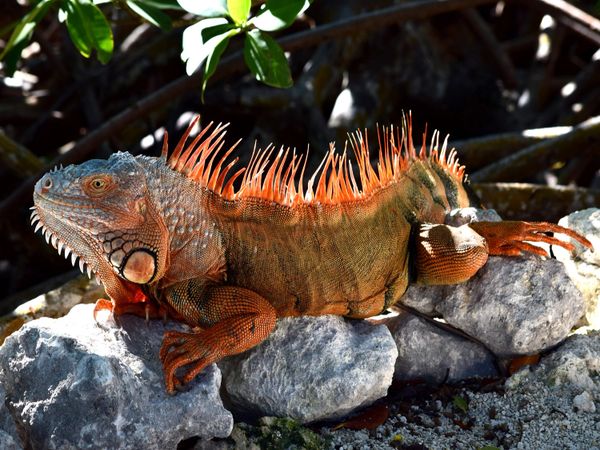 Orange Iguana