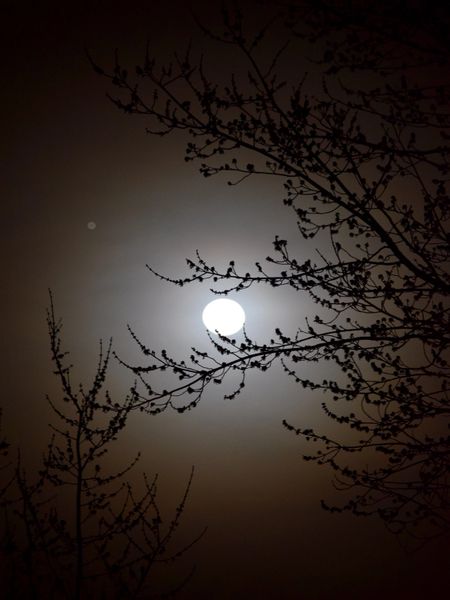 Moon behind the Branches