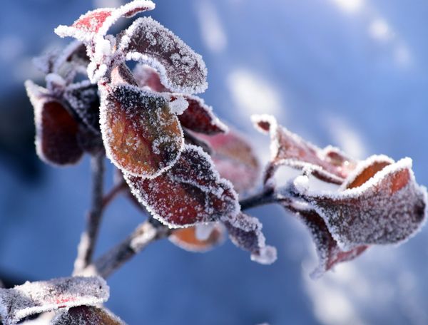 A Morning Frost