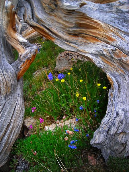 Flowers Nestled near a Bristlecone