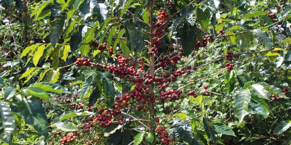 red coffee berries growing on a coffee tree