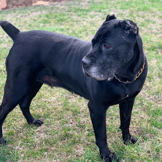 Females | Legendary Cane Corso Kennel