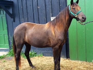 Dixie Dottle, KMSH mare - expecting a foal May 2021