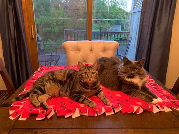 Tabby cat and long haired cat cuddling on a fleece tie blanket