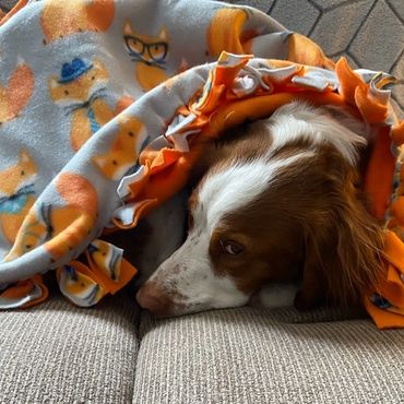 Brittany spaniel dog wrapped in cozy Fox fleece blanket