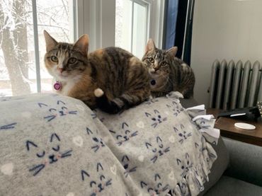 Two kitties sharing their fleece blanket