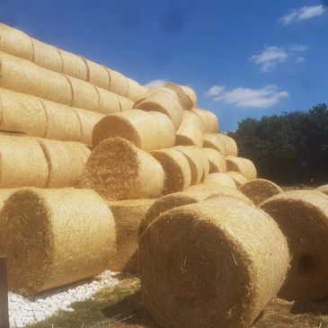 <img src="straw.png" alt="fallen barley straw stack">