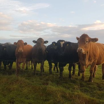 <img src="cows.png" alt="suckler cows out at grass">
