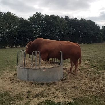 <img src="pedigreelimousinbull.png" alt="bull in ring feeder">
