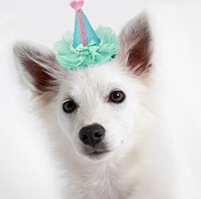 Dog Party Hats: Pretty Party Clip-on Hat for Dogs in Various Colors by Mirage