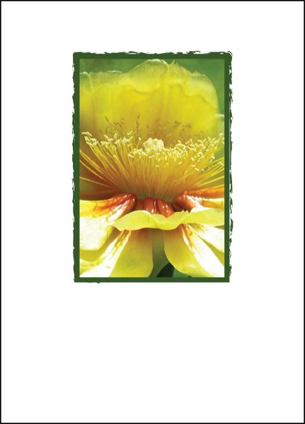Cactus Flower — Note Cards