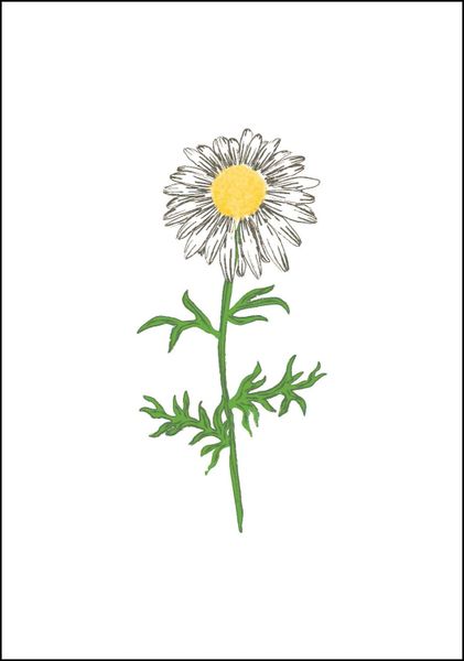 Daisy Note Card