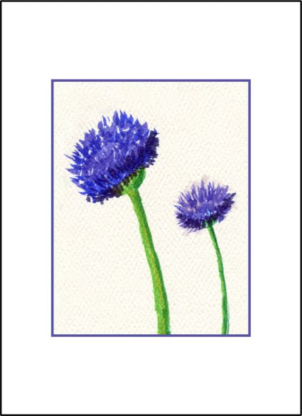Chive Flowers - Watercolor