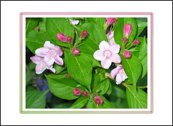 Pink Flower Birthday Wish