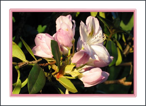 Rhododendron Friendship Soul Card