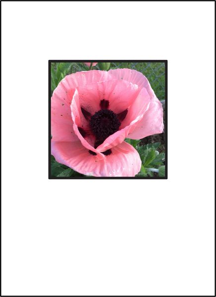 Poppy Love Soul Card