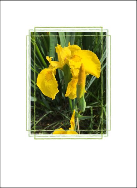 Yellow Iris Thank You — Soul Card