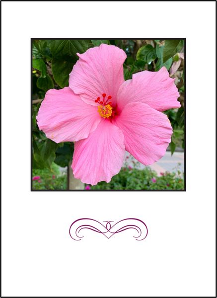 Hibiscus Hello Soul Card