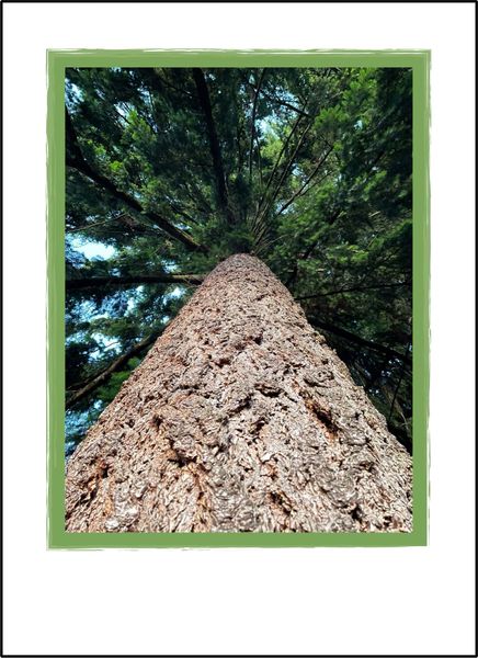 Douglas Fir From Below