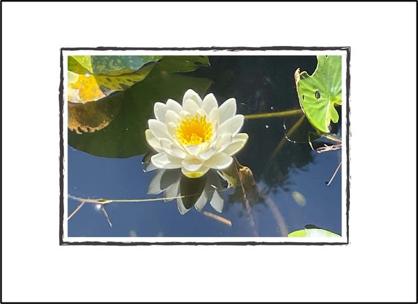 Water Lily in My Pond