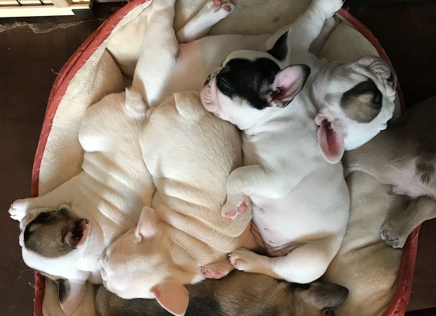A bundle of pied french bulldogs. Blue French Bulldogs