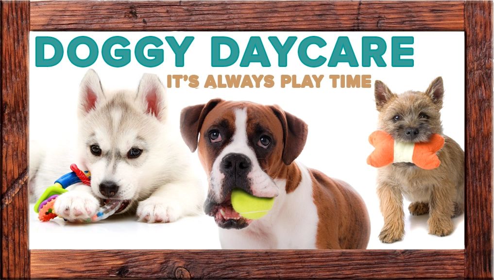The Best Doggy Daycare in Columbus