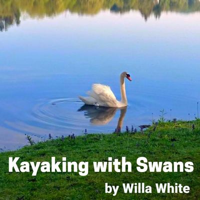 A serene swan glides across calm water near grassy shore.
