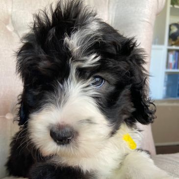 F1b Bernedoodle puppy